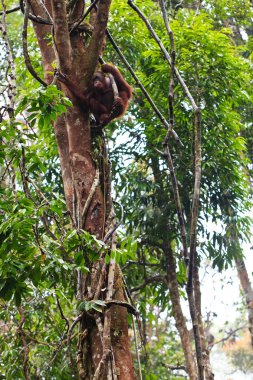 bir ağaçta asılı dişi orangutan utan