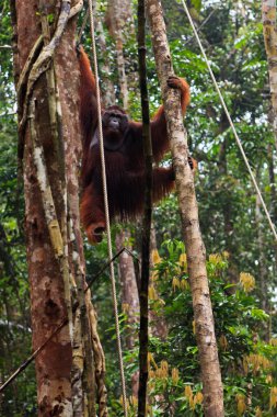 bir ağaçta asılı erkek orangutan utan