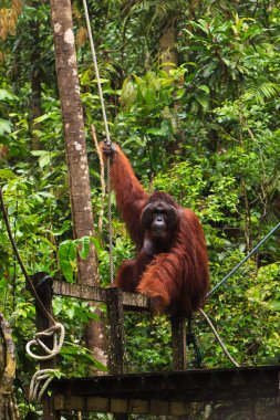 bir ağaçta asılı erkek orangutan utan