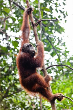 bir ağaçta asılı dişi orangutan utan