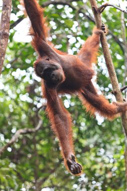 bir ağaçta asılı dişi orangutan utan