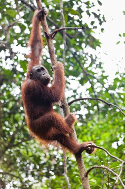 bir ağaçta asılı dişi orangutan utan