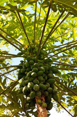 Papaya papaya ağaç gövde