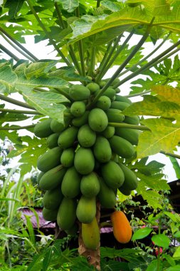 Papaya papaya ağaç gövde