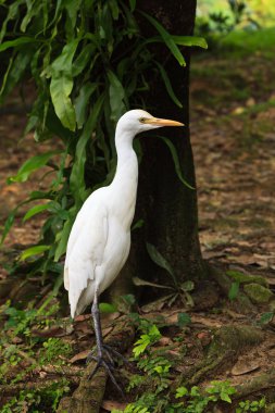 White cattle egret bird on the ground clipart