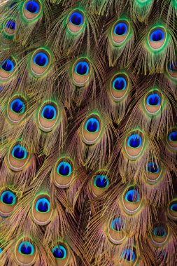 Peacock bird tail feathers in close up clipart