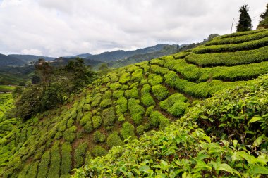 cameron Highlands çay platation