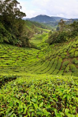 cameron Highlands çay platation