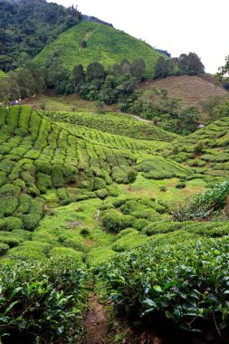 cameron Highlands çay platation