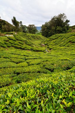 cameron Highlands çay platation