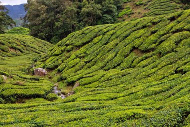 cameron Highlands çay platation