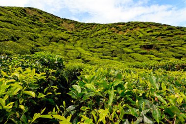 cameron Highlands çay platation