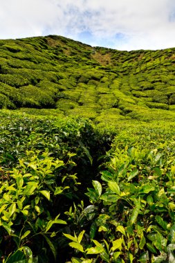 cameron Highlands çay platation