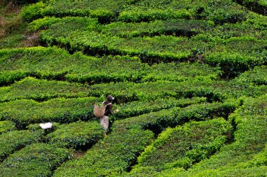 cameron Highlands çay platation