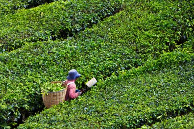 Tea platation in the Cameron Highlands clipart