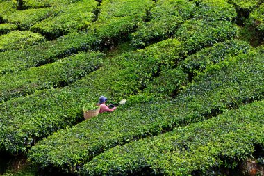 cameron Highlands çay platation