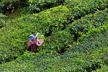 cameron Highlands çay platation