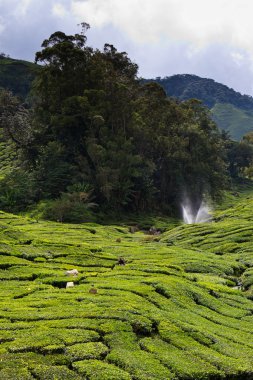 cameron Highlands çay platation