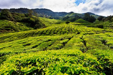 cameron Highlands çay platation