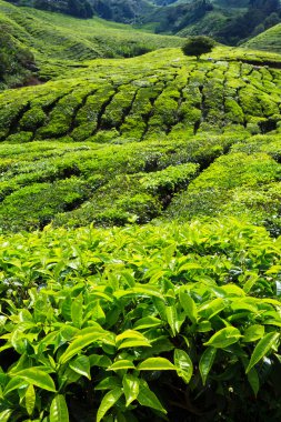 cameron Highlands çay platation