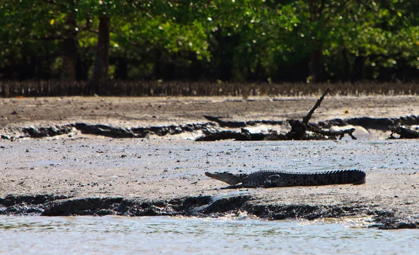 Crocodile reposant sur la rive de la rivière — Photo