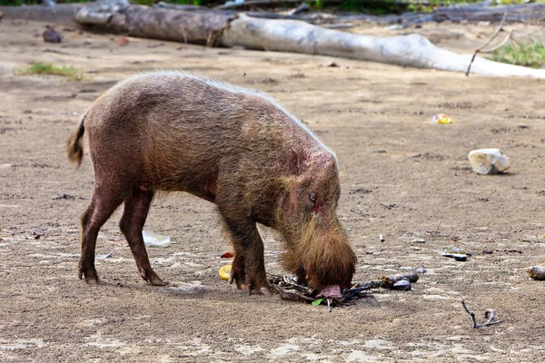 在海滩上的野猪动物 — 图库照片