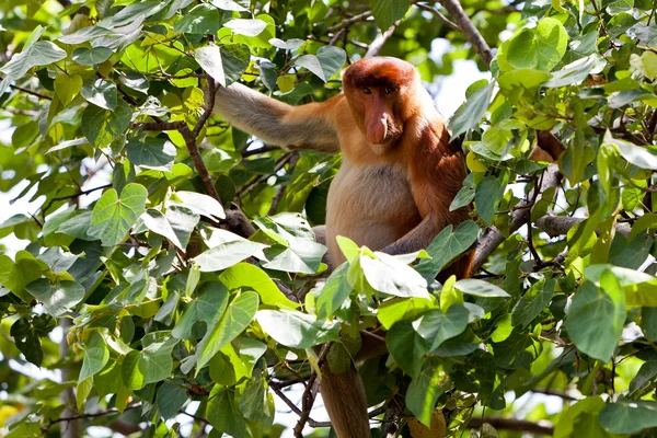 Hosszú orrú majom ül egy fa — Stock Fotó