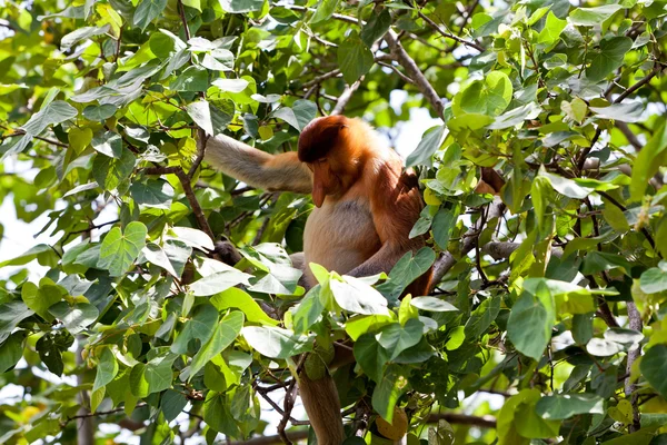 Lang nosed monkey zitten in een boom — Stockfoto
