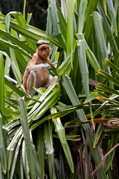 Длинноносая обезьяна сидит на дереве — стоковое фото