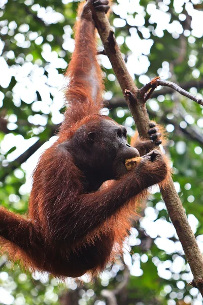 Vrouwelijke orang utan opknoping in een boom — Stockfoto
