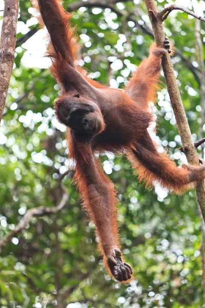 Femme orang utan accroché dans un arbre — Photo
