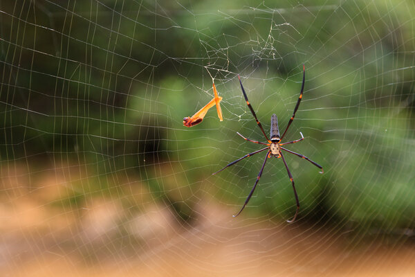 Spider in his web