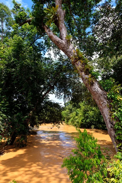在丛林中的棕色河 — 图库照片