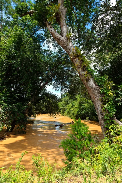 在丛林中的棕色河 — 图库照片
