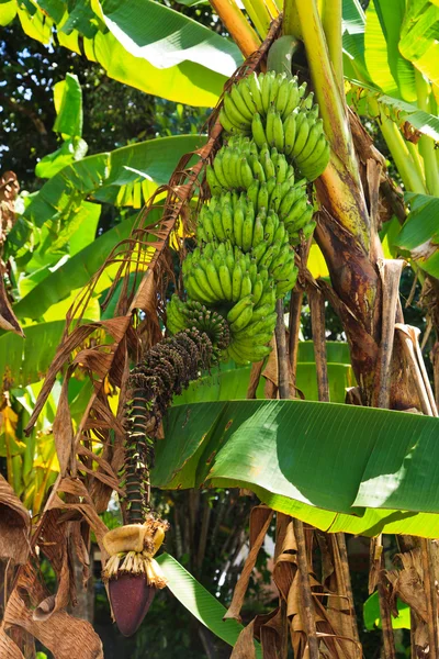 Banana plant detail