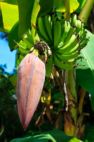 stock image Banana plant detail