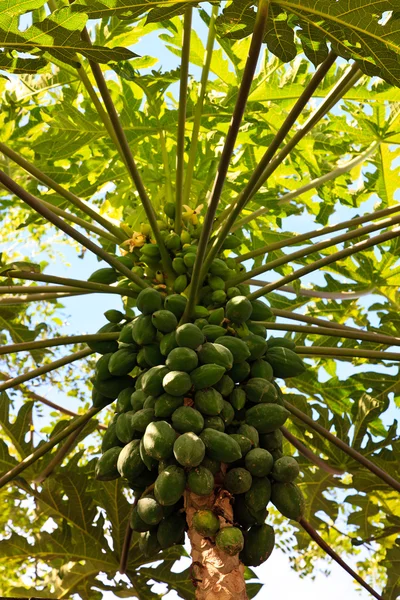 stock image Papayas on the trunk of a papaya tree