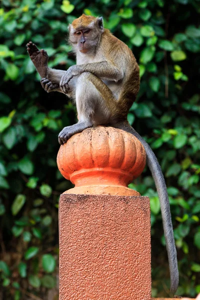 Makaak monkey zittend op een pool — Stockfoto