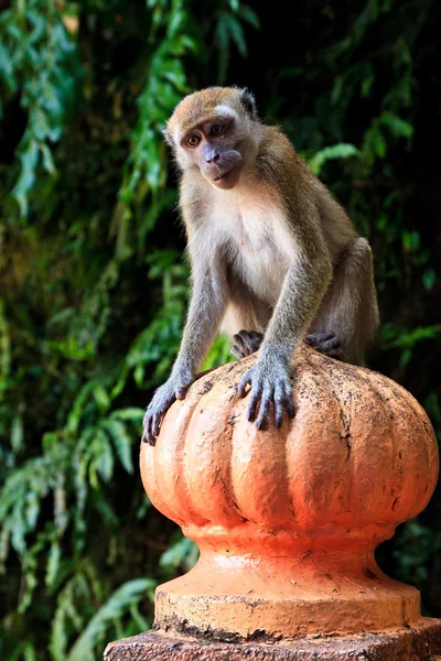 Macaque monkey sitting on a pole — Stock Photo, Image