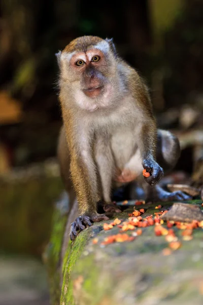 Makaak monkey eten — Stockfoto