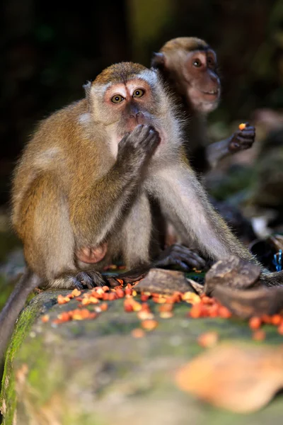 Makak monkeys jedzenie — Zdjęcie stockowe