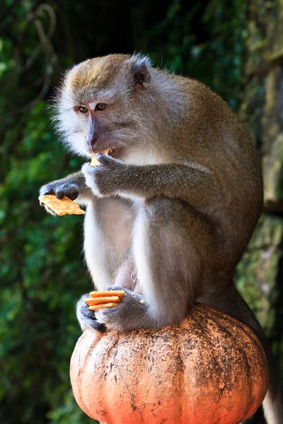 Macaque monkey sitting on a pole — Stock Photo, Image