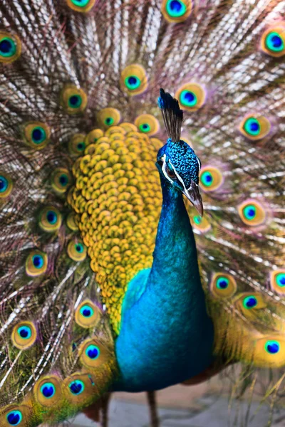 Pájaro pavo real indio mostrando orgullosamente sus plumas —  Fotos de Stock