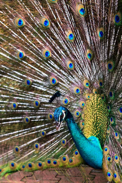 Pájaro pavo real indio mostrando orgullosamente sus plumas —  Fotos de Stock