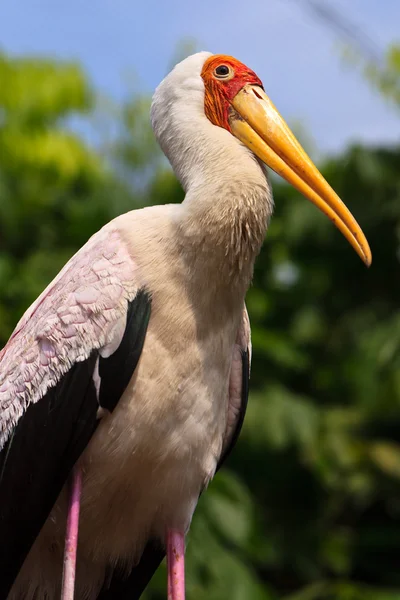 Close up of a painted stork — Stock Photo, Image