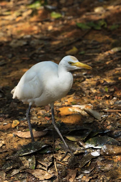 Uccello bianco della garzetta bovina a terra — Foto Stock