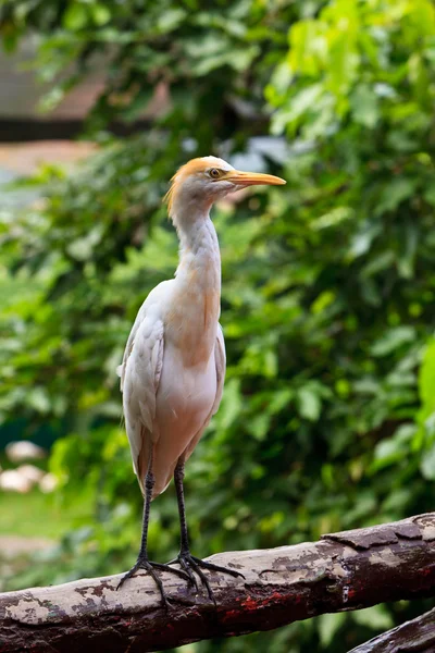 Bovini bianchi egret uccello ona recinzione — Foto Stock