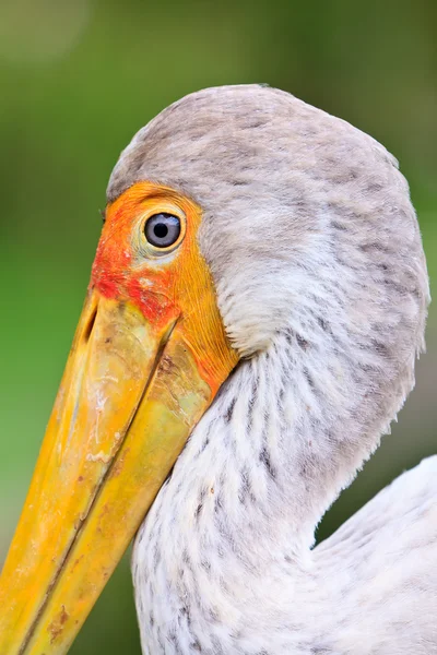 Stock image Close up of a painted stork