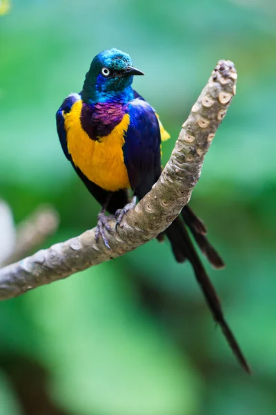 Pássaro-esterlina colorido — Fotografia de Stock