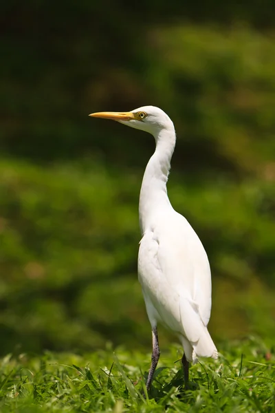 Białej złotawa ptak na ziemi — Zdjęcie stockowe